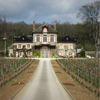 Corton Charlemagne Grand Cru
